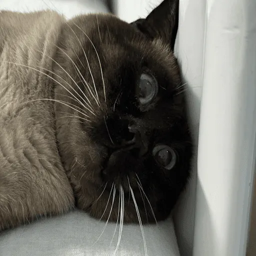 Felix